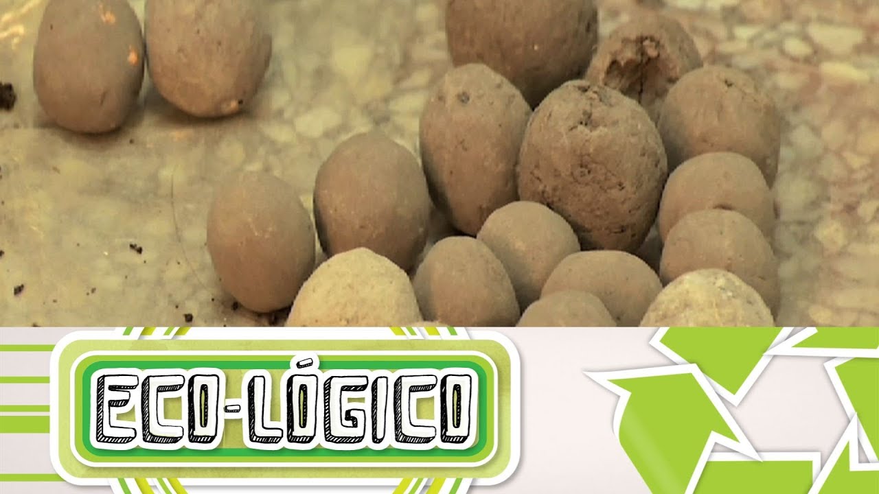 Bombas de Semilla / Eco-Lógico (Cap.13)