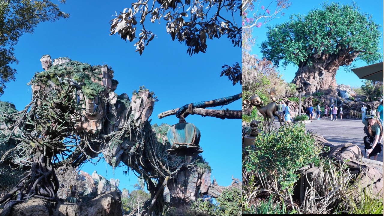 Animal Kingdom vs Zoo: The REAL Difference