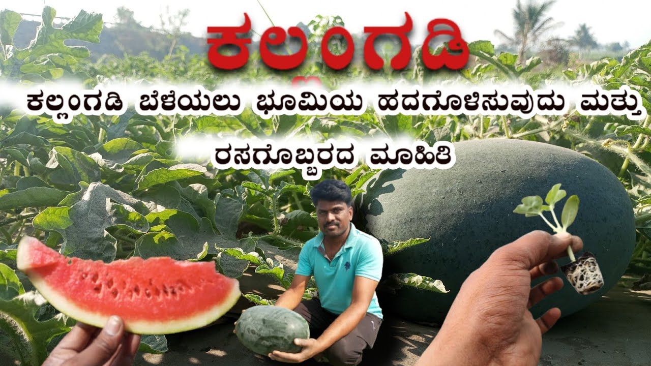ಕಲ್ಲಂಗಡಿ ಬೆಳೆಯಲ್ಲಿ ಅದ್ಭುತ ಇಳುವರಿ ಪಡೆದ ರೈತ ಲಕ್ಷ್ಮಿಕಾಂತ್ ಕೊರಡ್ಡಿ  | watermelon 9731768468