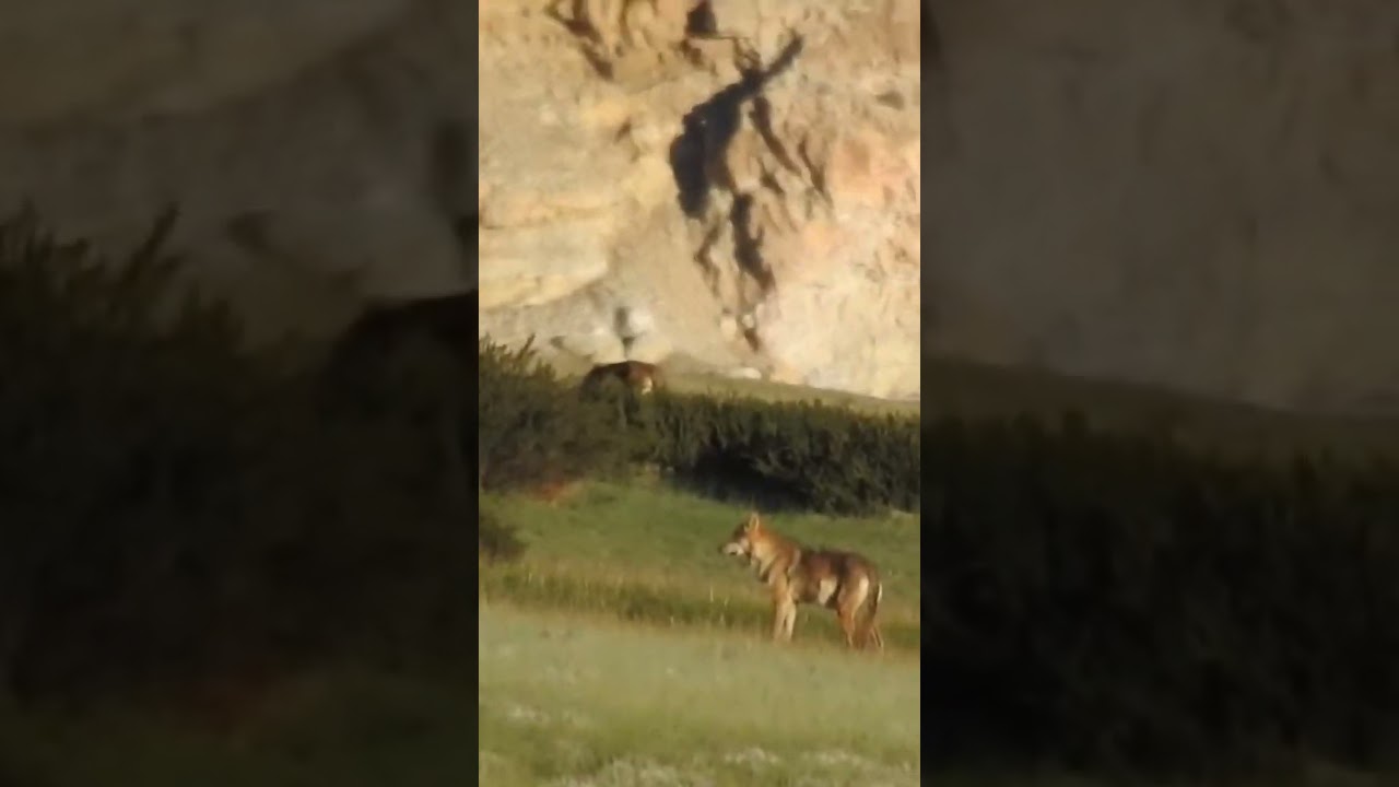 Pack of Himalayan Wolves