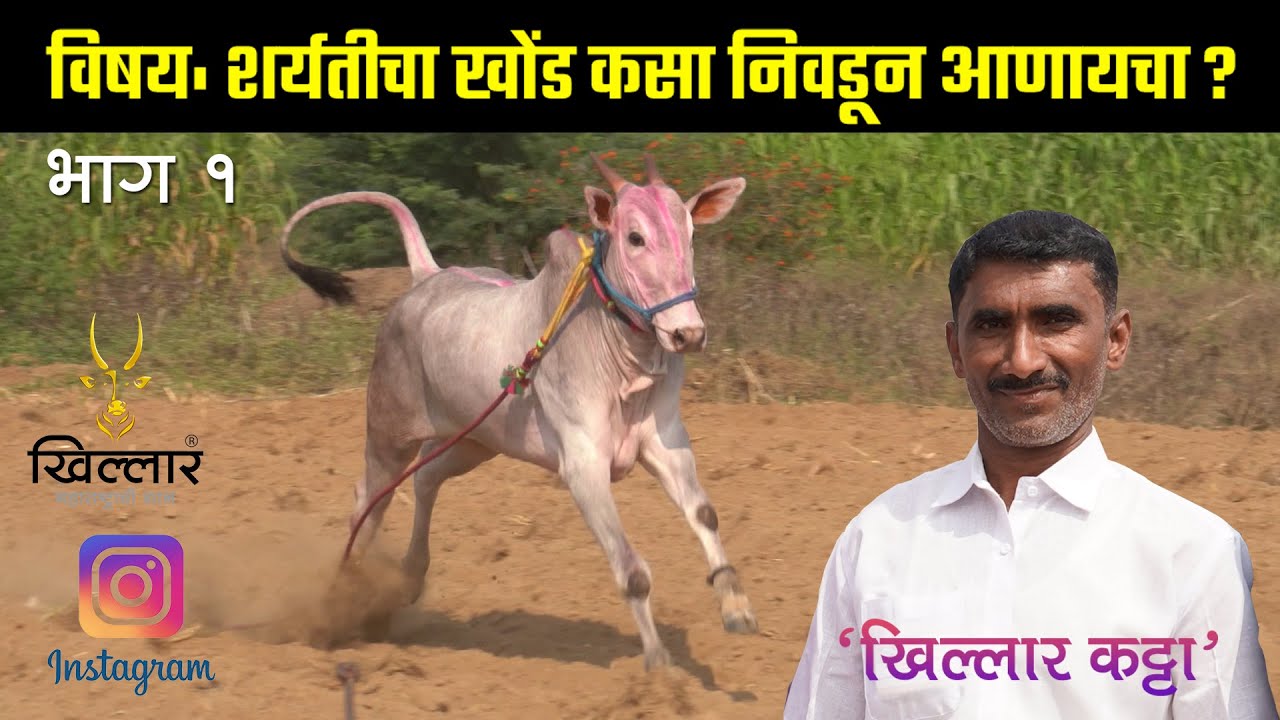 खिल्लार कट्टा 2022 | शर्यतीचा खोंड कसा तयार करायचा भाग १ | Khillar Maharashtrachi Shaan | 2022