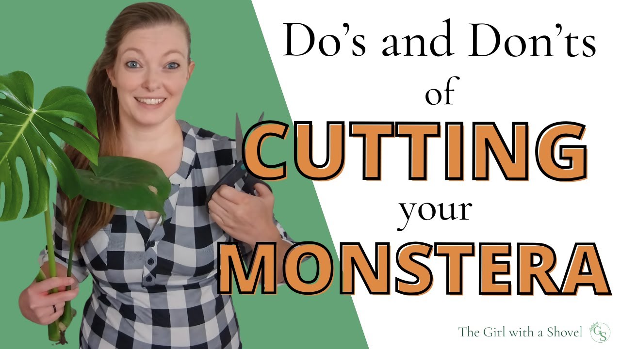 How to Trim a Monstera for Leggy Plants and Propagation (+ What to Avoid!)