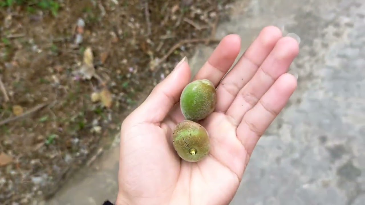 Ngắm Và Hái Quả Đào Tết