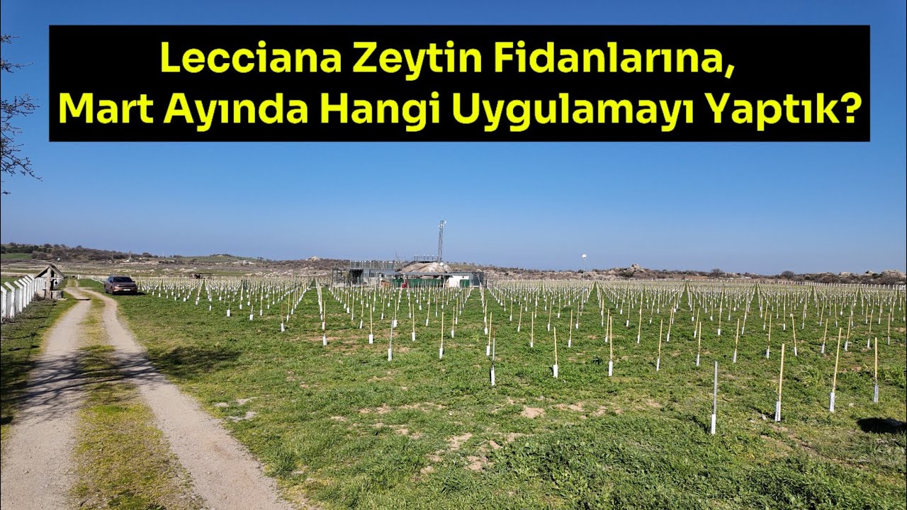 Lecciana Zeytin Fidanlarına Mart Ayında Hangi Uygulamayı Yaptık?#zeytin  #lecciana #arbequina #olive
