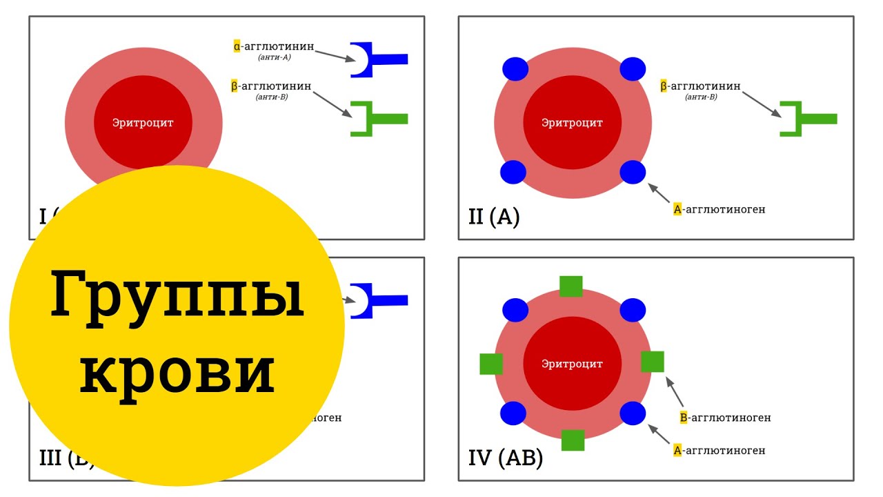 Группы крови человека (AB0) &ndash; самое простое объяснение