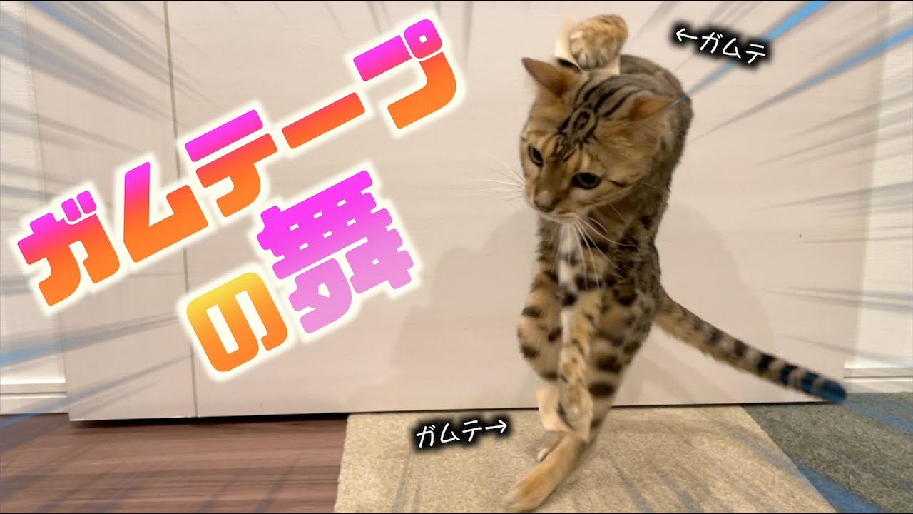 前足にガムテープが付いて踊り狂う猫