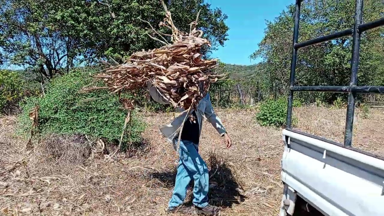 SEGUIMOS LLEVANDO ZACATE SECO PARA MERLO
