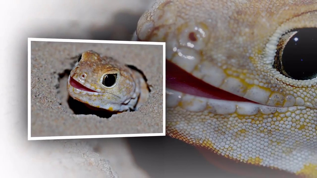 Barking gecko - theatre Australian Barking gecko