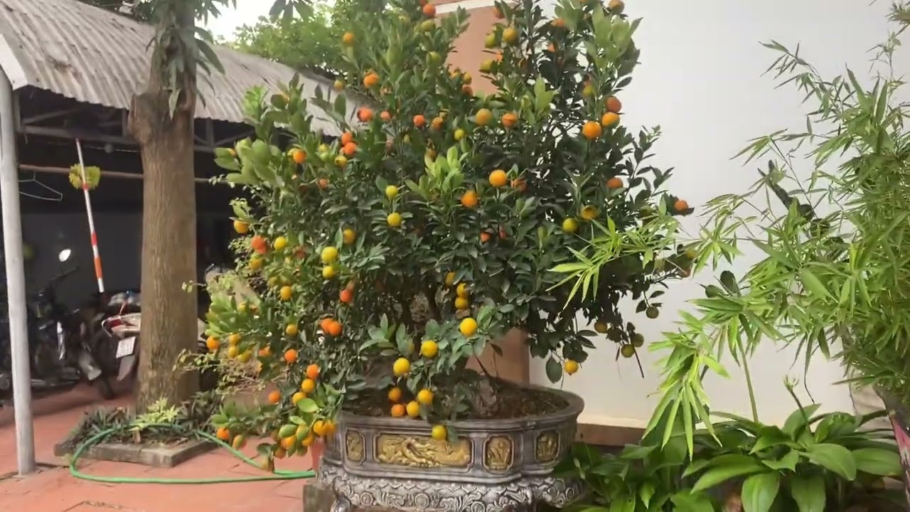 Kông khí ngày tết 