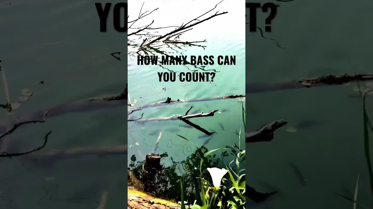 TOP-SECRET Bass Fishing HOTSPOT🤯🤫 #bassfishing #largemouth #fishingspot #fishingtips