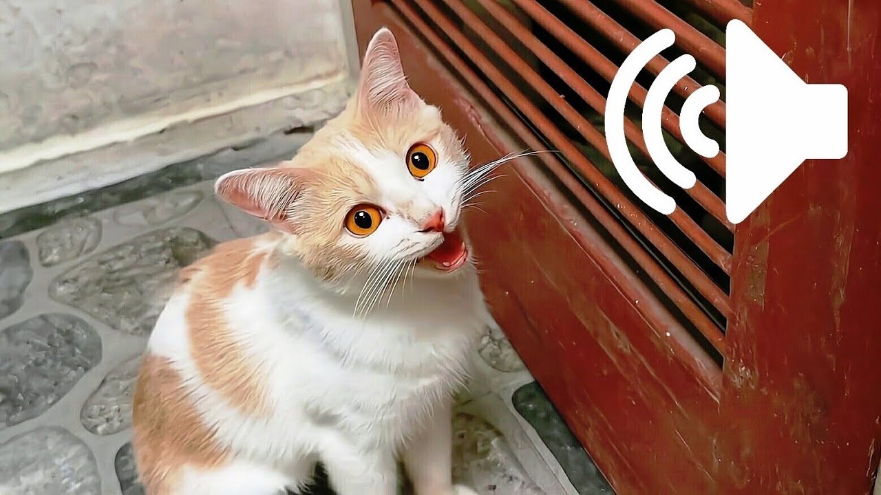 2 Hour | ASMR -  Female Cat In Heat Meowing Mate Calling - PRANK YOUR PETS