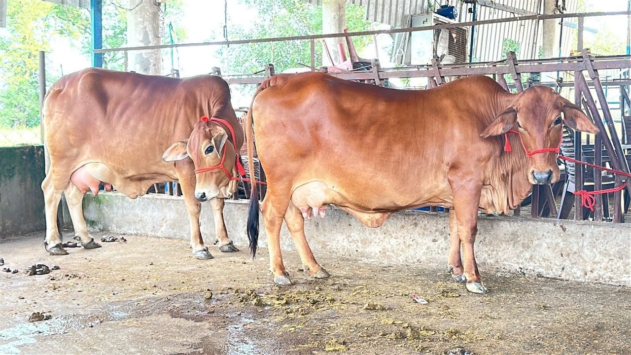 12/9/25 west Bengal farmer Purchase top Quality sahiwal cows cont 75080 23218 @Sarbcheemadairy