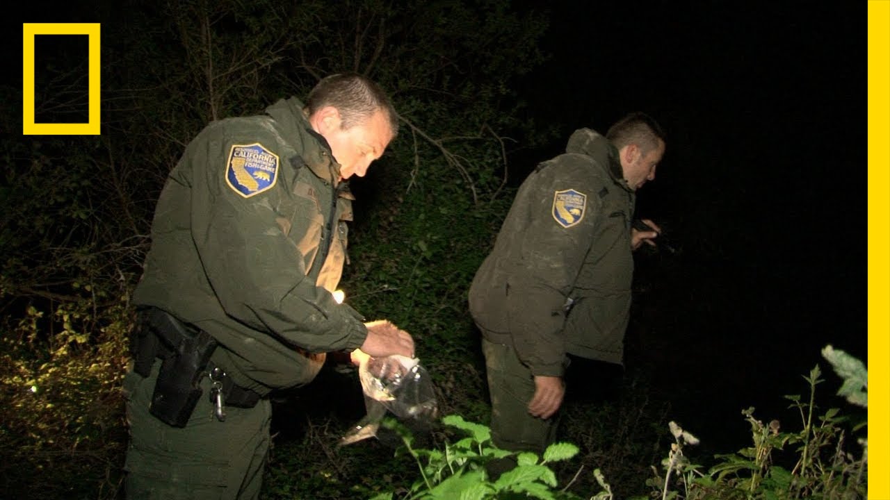 Baby Salmon Poachers | Wild Justice