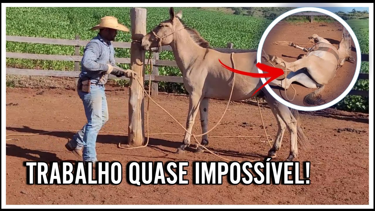 PARECIA SER IMPOSSÍVEL, mas estamos conseguindo corrigir o burro baio