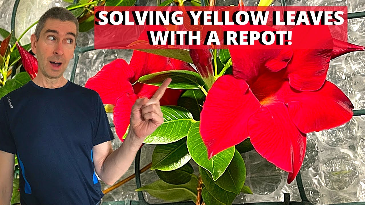 Repotting a large Mandevilla (Dipladenia) sanderi