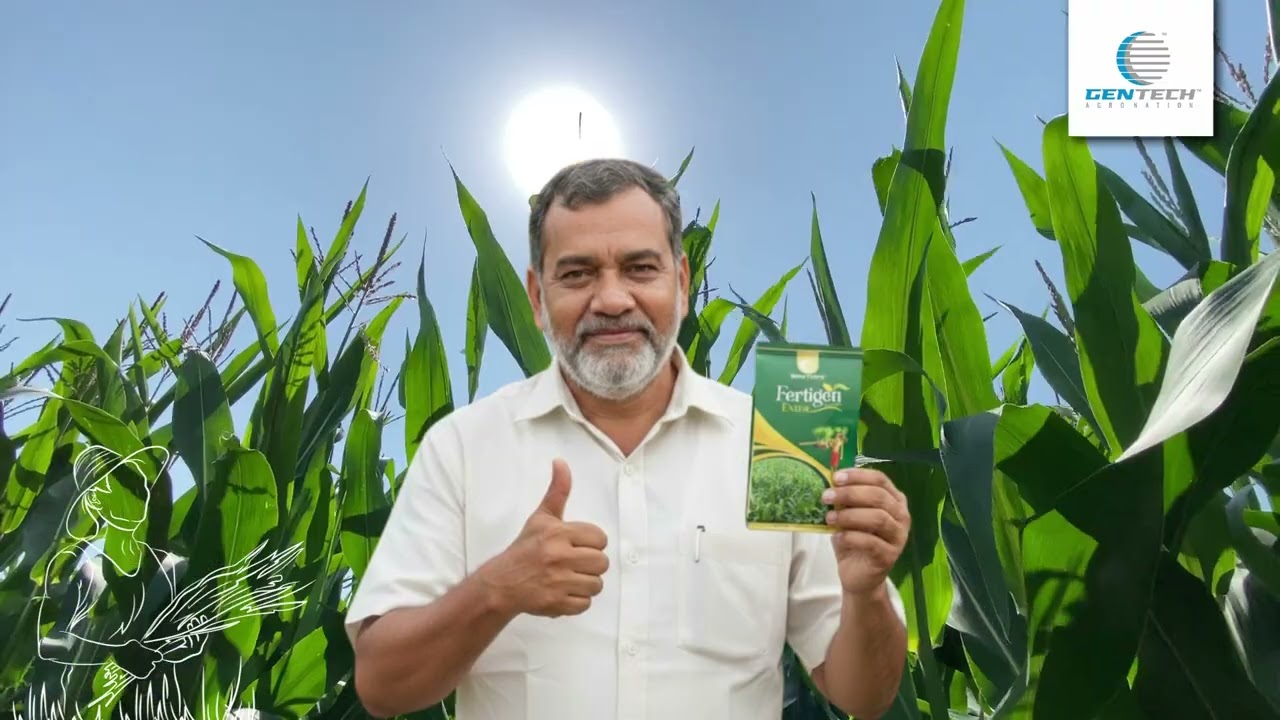 మొక్కజొన్న పంటను కత్తెర పురుగు వేధిస్తోందా?  #gentech #maize #fallarmyworm