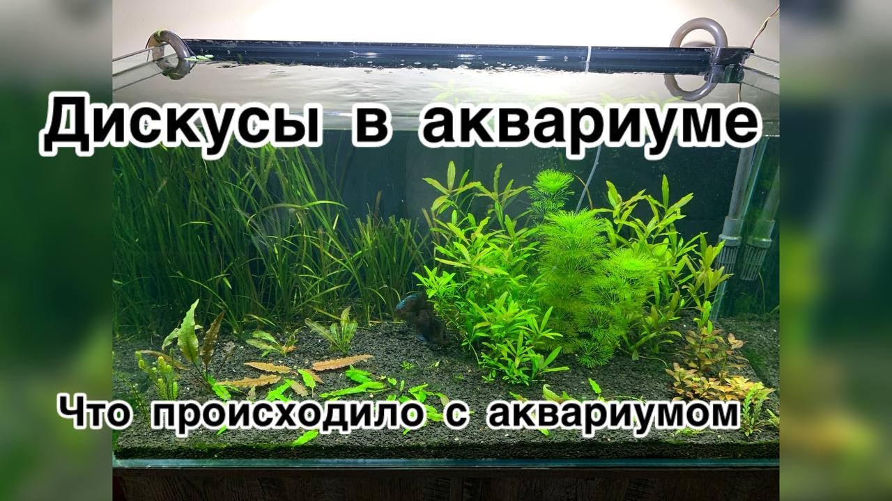 Дискусы в аквариуме