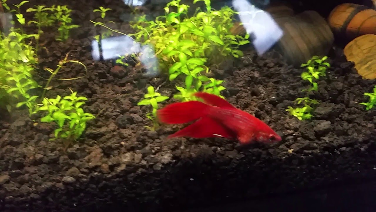 Bloated Betta. Egg bound? Constipated? Dropsy?