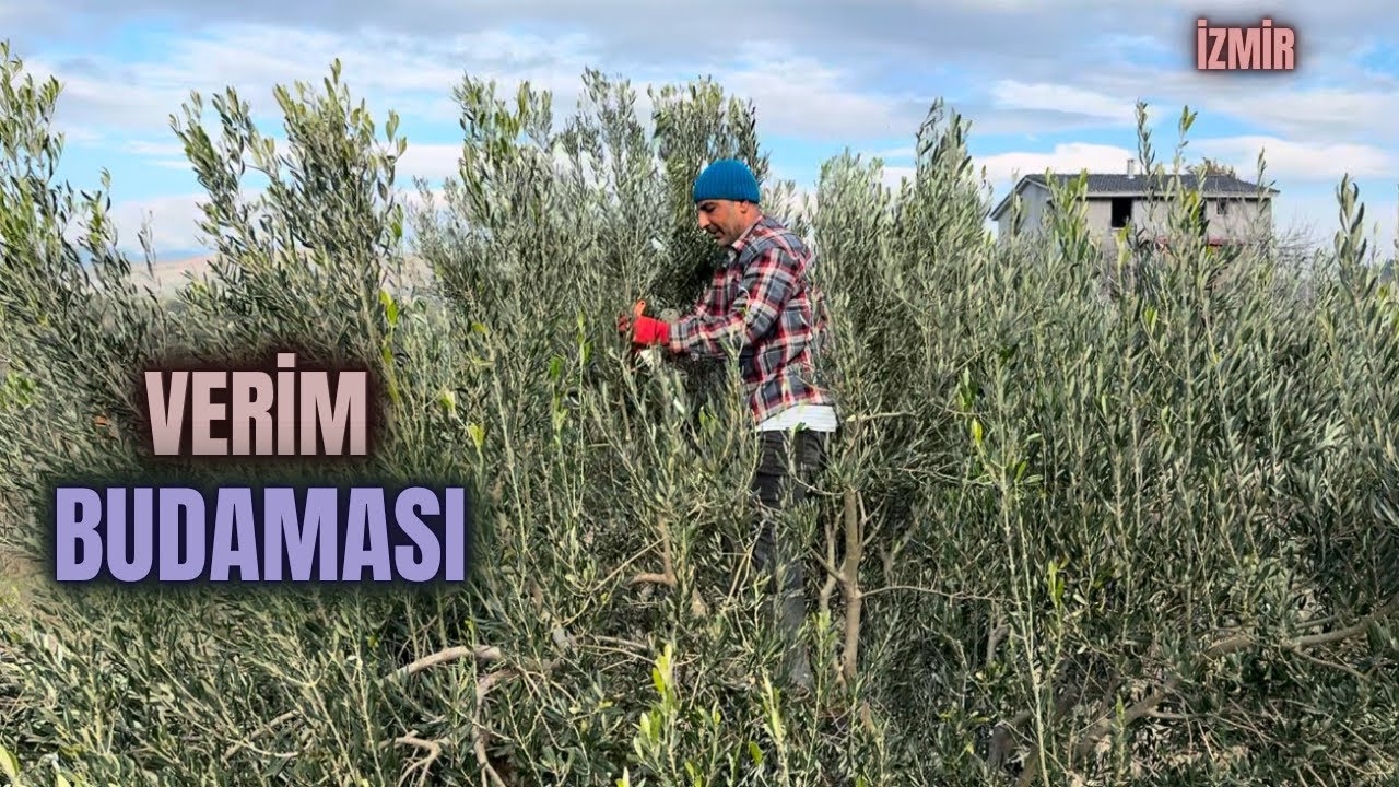 Verim Budaması Nasıl Yapılır? How to Perform Yield Pruning? #budama #erenvural #zeytinbudama