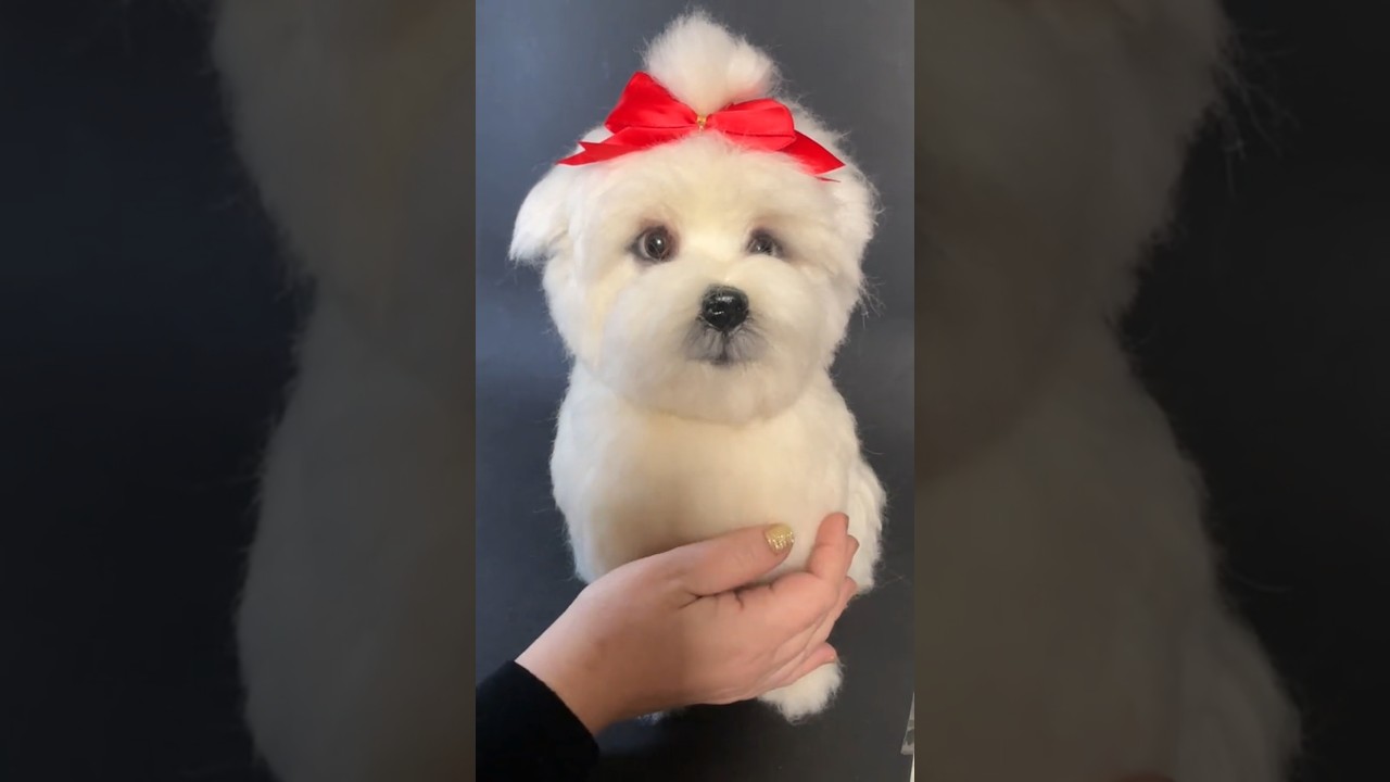 MALTAŃCZYK W WEŁNIE GRZEBIONEJ #igłowanie #maltesedog #custompetportrait