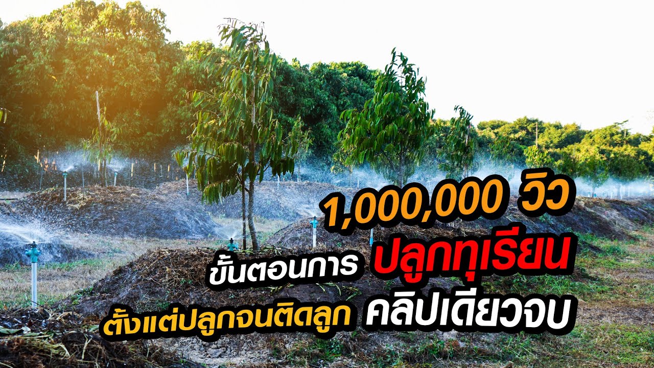 ขั้นตอนการปลูกทุเรียน ตั้งแต่ปลูกจนติดลูก คลิปเดียวจบ | Durian Thailand | Quả sầu riêng | 榴蓮