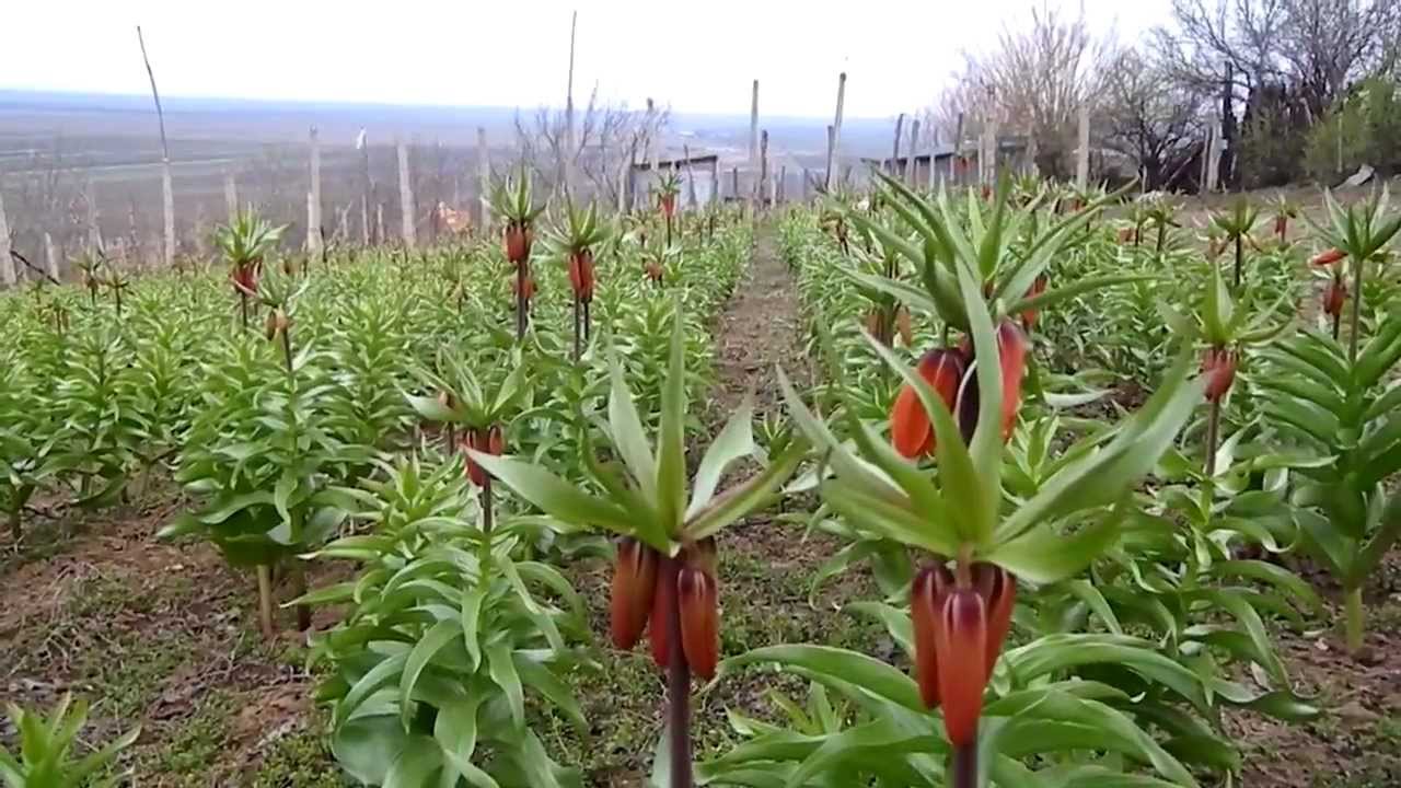 Fritillaria Imperialis