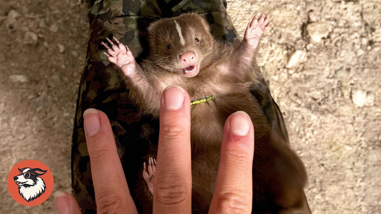 This Rescued Skunk is Acting Like a Little Baby