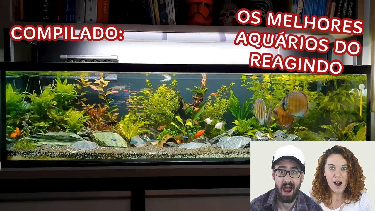 Compilado dos MELHORES AQUÁRIOS da HISTÓRIA DO REAGINDO!