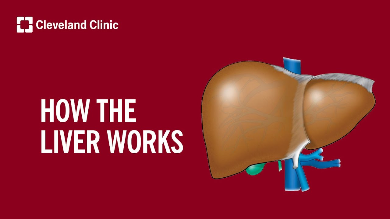 How The Liver Works