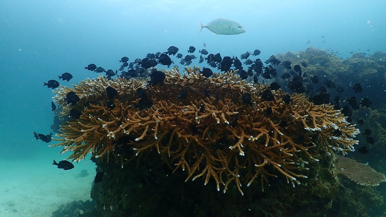 Koh Tao Dive: Exploring Tao Tong’s Coral Reefs & Marine Life | February 2025