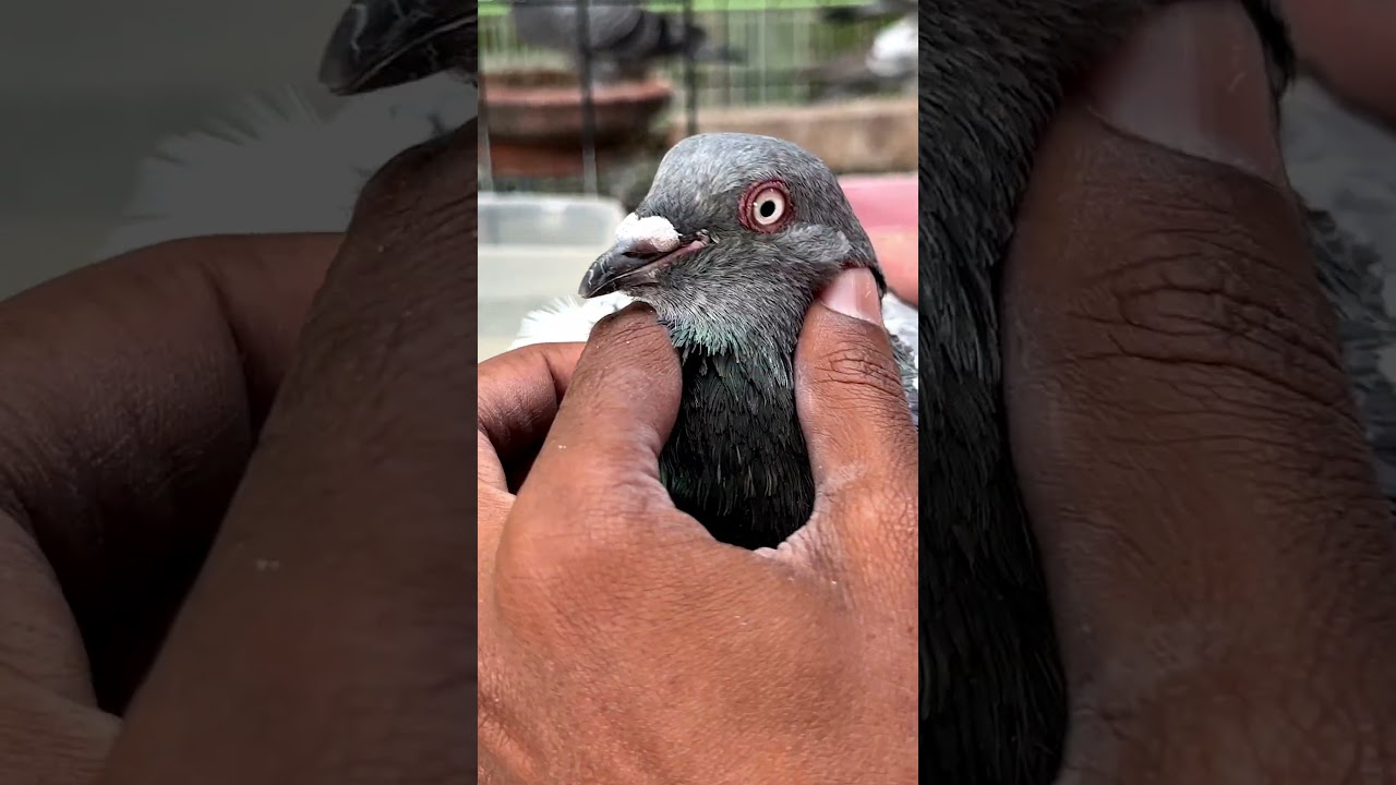 আমার বুলডোজার ! #pigeon #birds #loft #animals