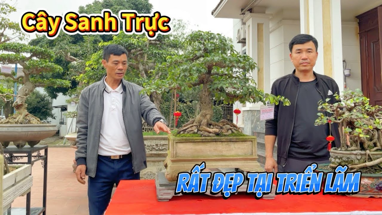 Cây Sanh Dáng Trực RẤT ĐẸP tại Triển Lãm Cây Cảnh khu vực Cao Phong - Sơn Đông - Phú Thọ 2026 