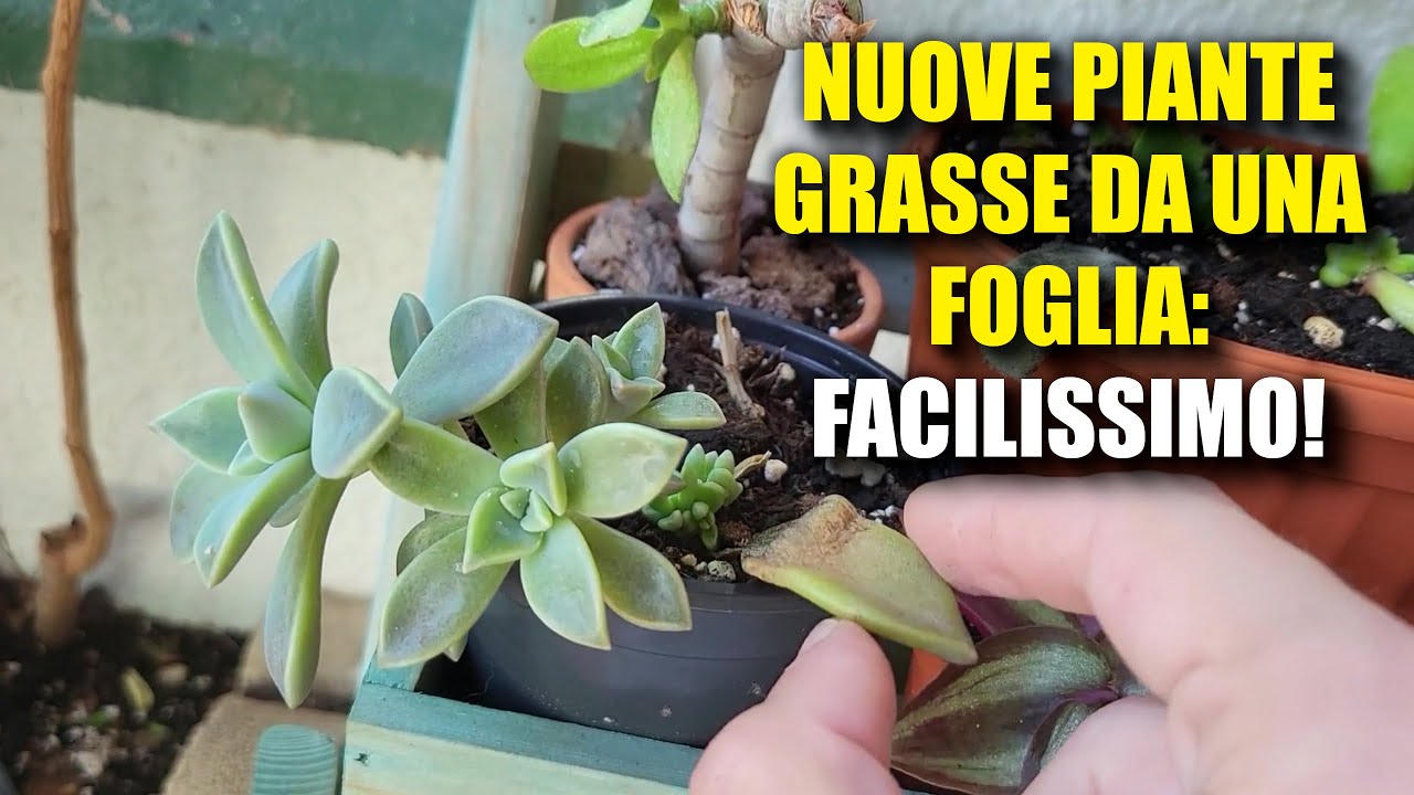 Come Far Nascere, Propagare e Moltiplicare Nuove Piante Grasse da Una Foglia o Un Pezzo di Pianta