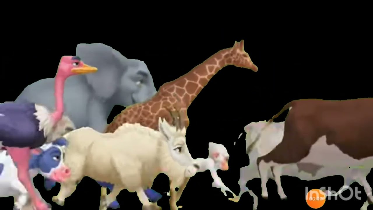 Animal sound song 