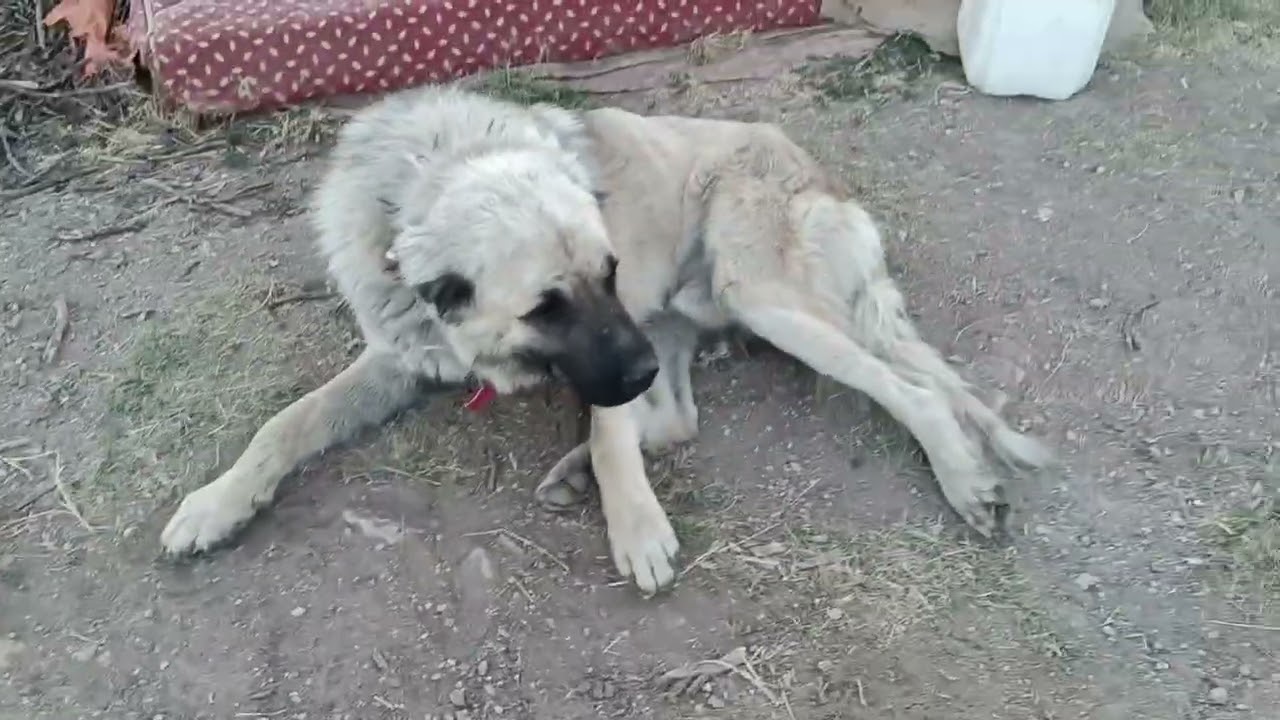 Buradan yıldıray çırak a meydan okuyorum varsa gücü yetecek köpeği hodri meydan #keşfet #keşfet 