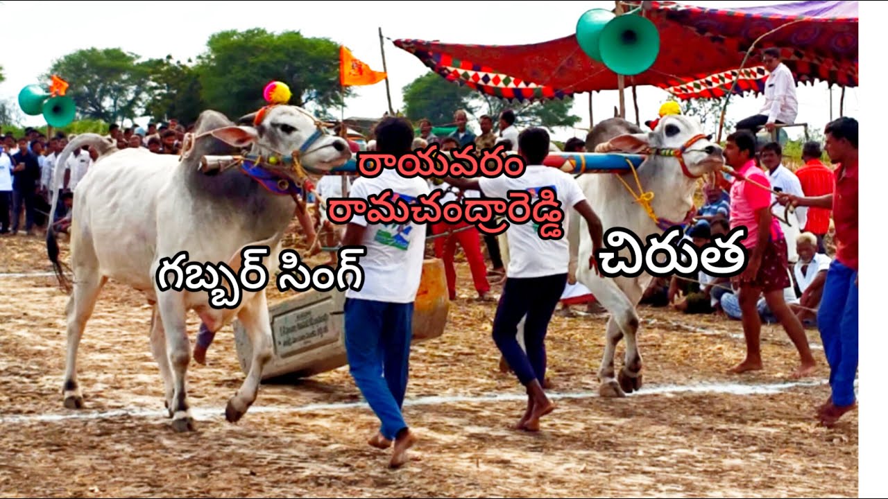 కాల్వబుగ్గ న్యూ క్యాటగిరి విభాగం 4 వ జత బుల్స్
