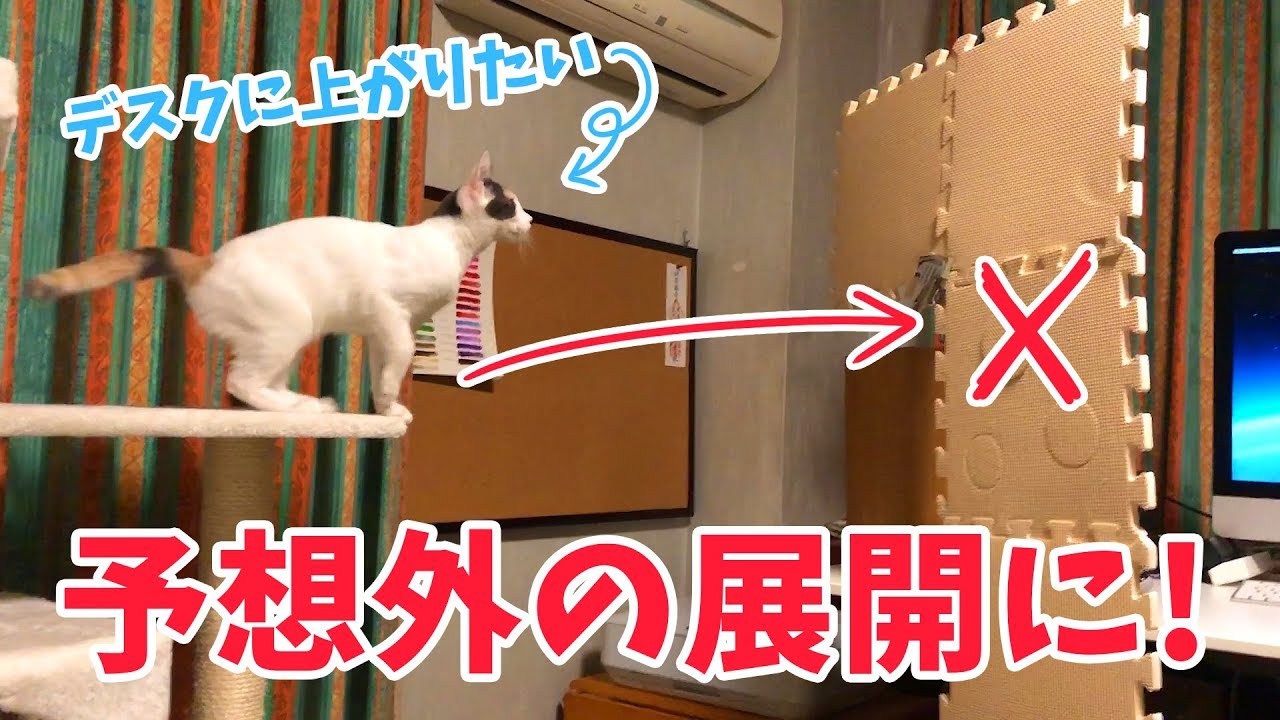 デスクに上がりたい子猫と上がって欲しくない飼い主の攻防