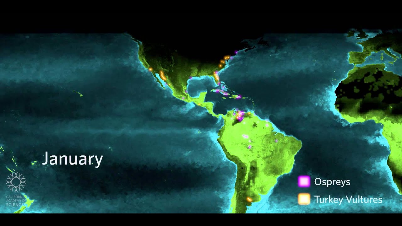Why Do Birds Migrate? (Educator Version) | California Academy of Sciences