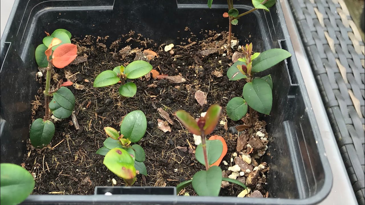 Chilean guava Ka-pow cuttings, so how long did they actually take to root for me ?