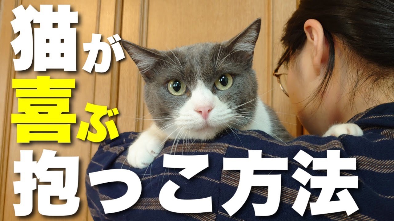 初心者必見！猫の抱っこ方法５種類を紹介 抱っこ嫌いを直すコツも解説【保護猫】