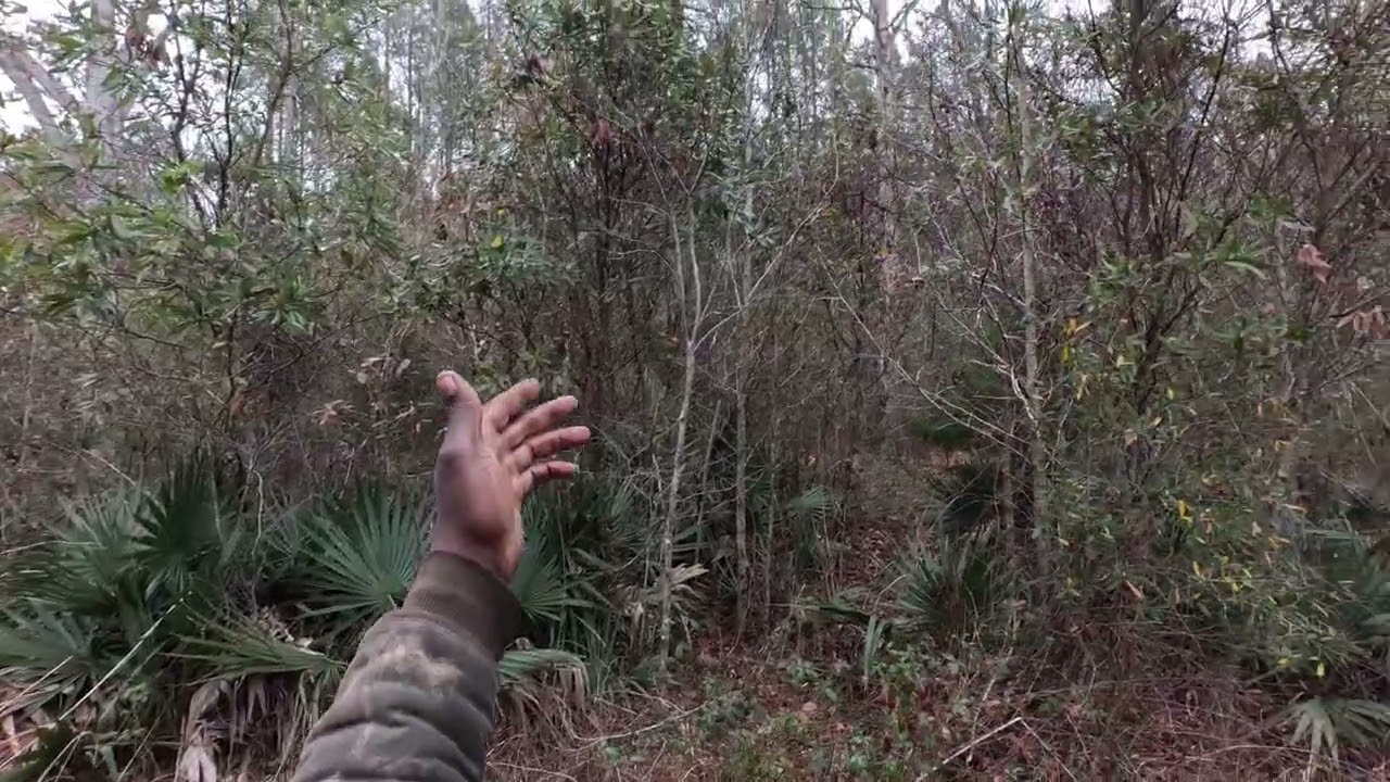 12/28/2025 Bowman,sc 1st drive bay hunt Booda,Fatboy, fonzie and ceddy. I missed a deer