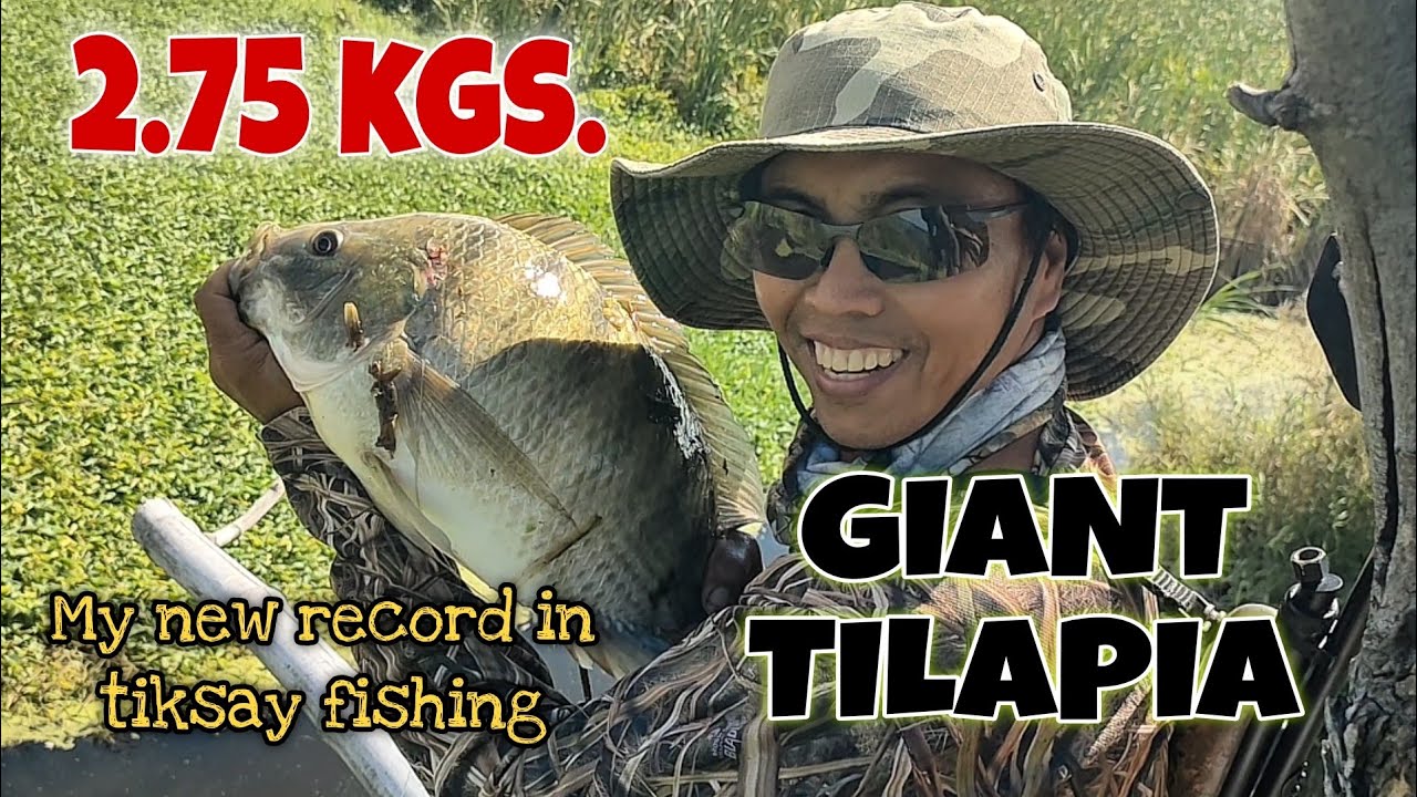 GIANT TILAPIA TUMIMBANG NG 2.75 KILO HULI NAMIN SA TIKSAY/AIRGUN FISHING/MHEDDS JOE TV/VLOG#484