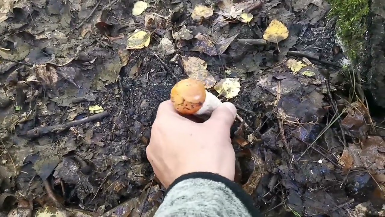 Kozaki czerwone są i prawdziwki też.Piekne, duże i zdrowe.