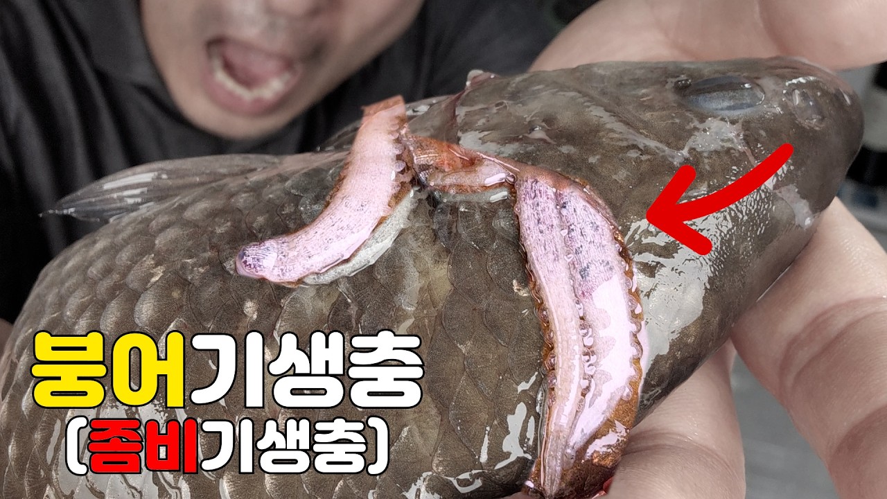붕어를 좀비로 만드는 기생충을 먹어보았습니다 (※좀비가되는건가?)