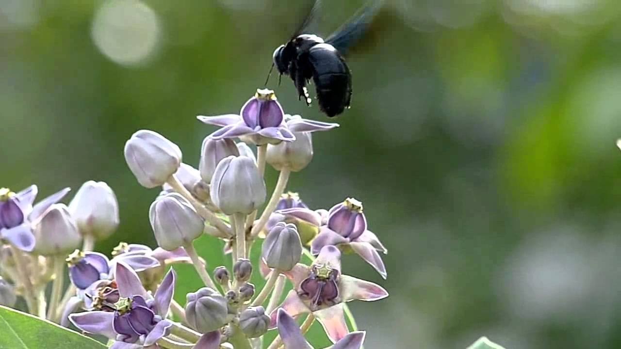 High speed shot/ slow motion flying insect แมลงบิน  ถ่ายสโลว์