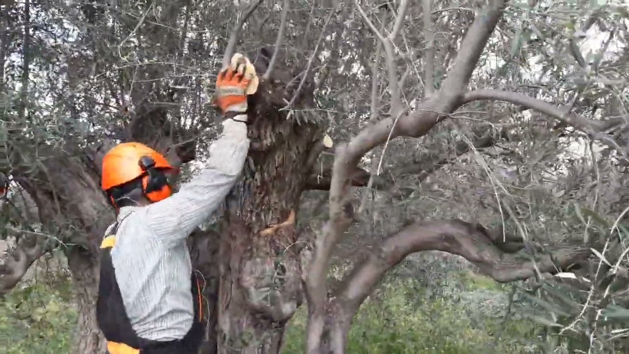PODA OLIVO JAEN ALCAUDETE VIDEO 39