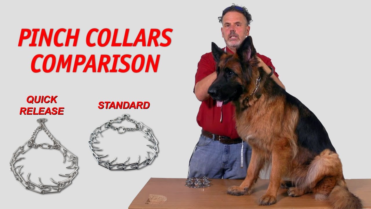 Pinch Collar Comparison: Quick Release vs. Standard