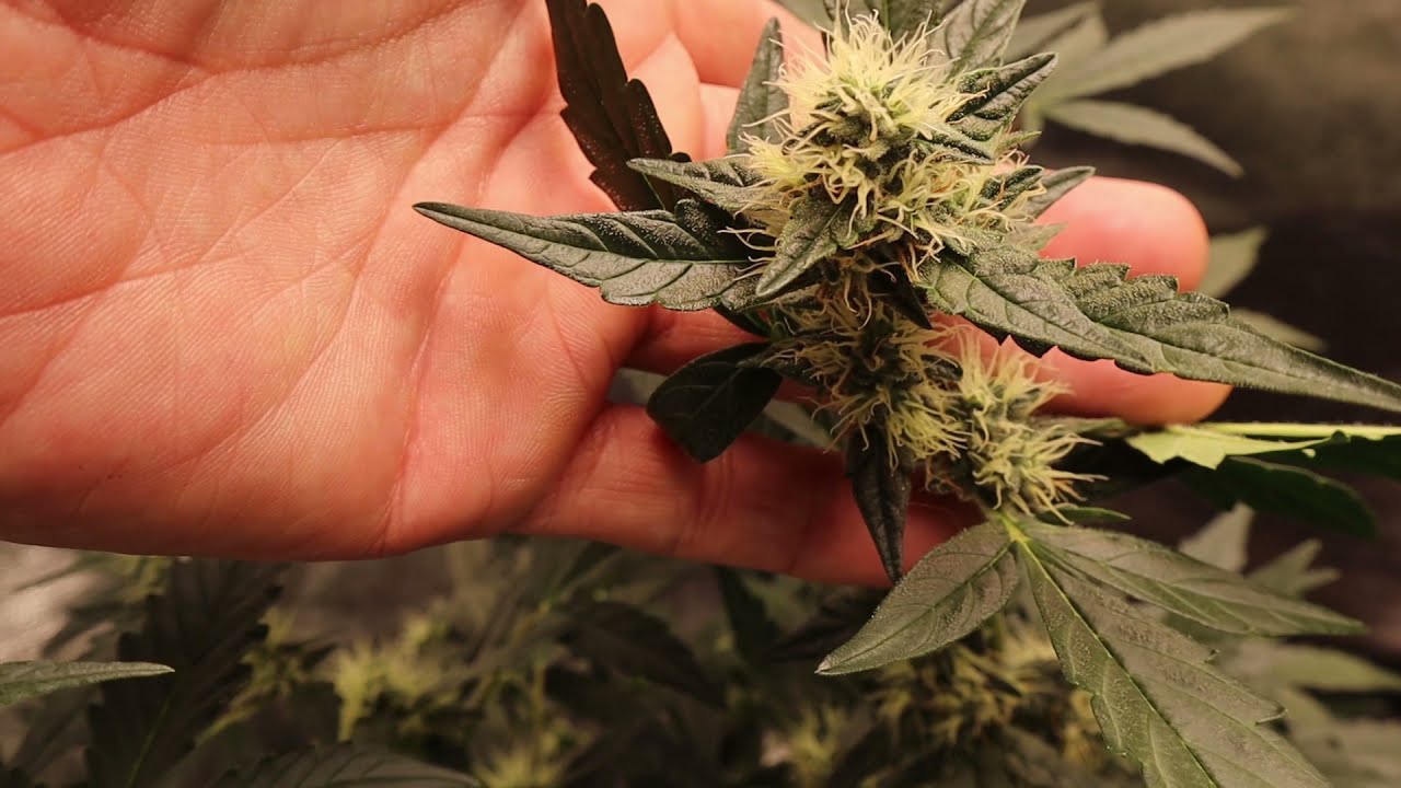 Third Week of Flower - Time for a BIG STRETCH!