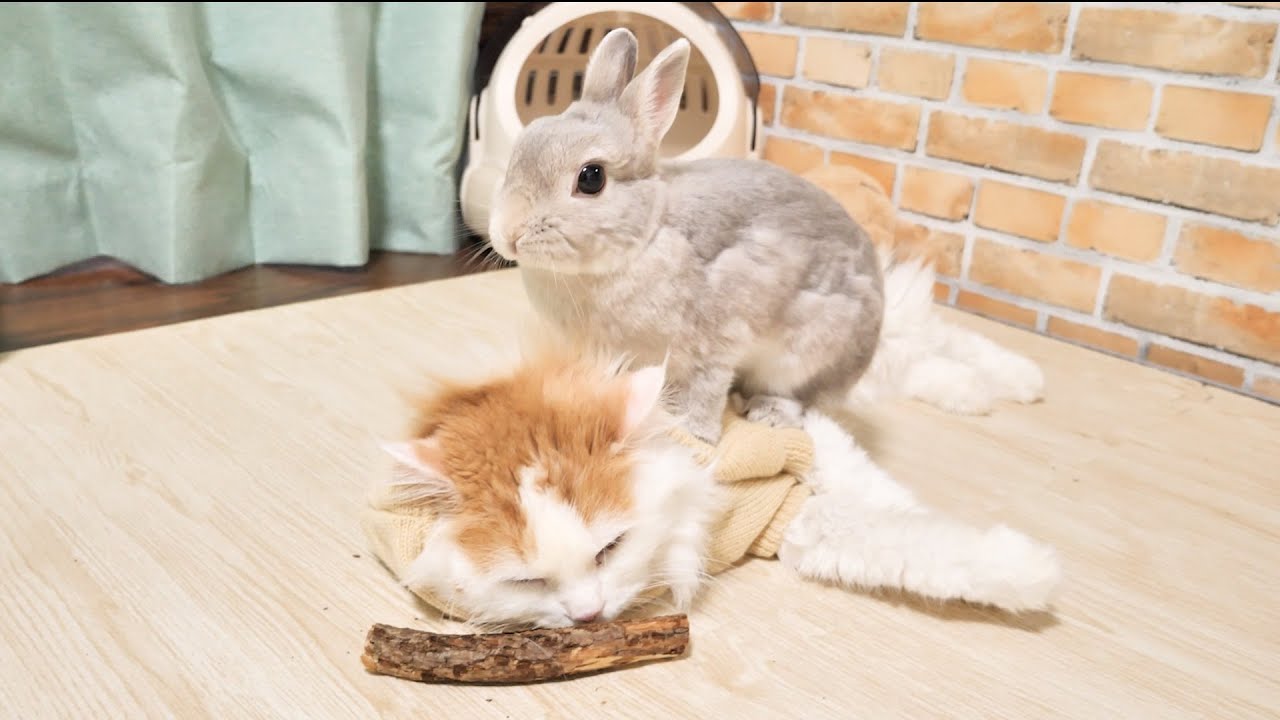 マタタビの原木を嗅いで泥酔してしまった猫をなんとか助けようとするうさぎさん…ｗ