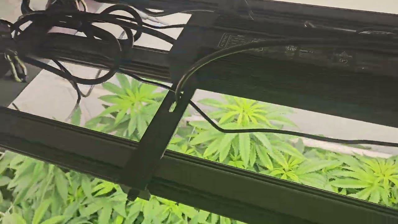 grow update December 2nd, 2024 - ac infinity ionframe evo3 for the win!